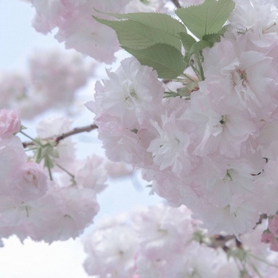 清水FurryQQ群介绍